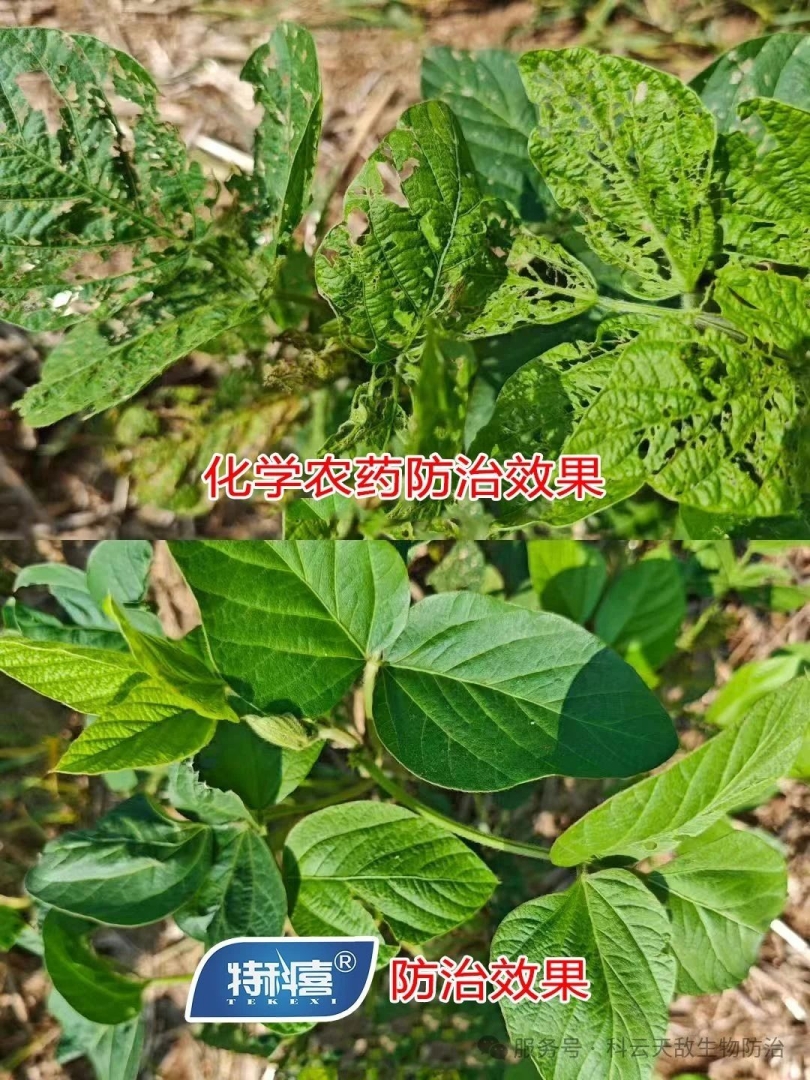 科云®特科喜®甜菜夜蛾核型多角體病毒防治甜菜夜蛾效果，得到全省生物防治“三進(jìn)”行動(dòng)專家教授的一致肯定